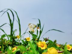 -光明小镇欢乐田园