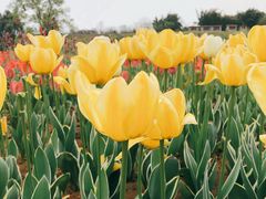 -都江堰玫瑰花溪谷