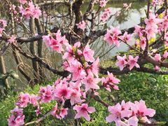 -南汇桃花村
