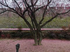 -紫阳古街