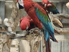 -大连森林动物园