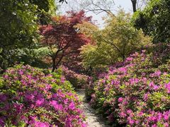 -苏州上方山国家森林公园
