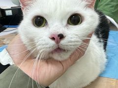 -瑞鹏宠物医院·内科·中兽医·骨科(苗圃店)