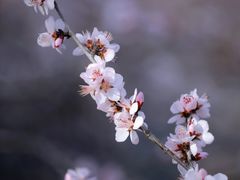 -国家植物园