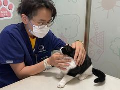 -伟伟宠物医院·瑞派猫友好医院·猫科(光谷店)