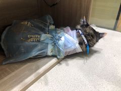 -藏猫猫咖啡主题馆(中央大道店)