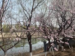 -桃花堤公园