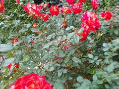 -人民公园(罗湖区)