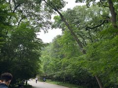 -紫金山山顶公园
