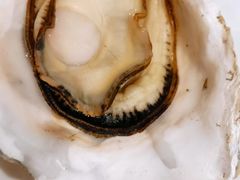 竹篮生蚝-全渔村小海鲜