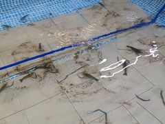 -小象钓虾·营地烧烤(洛溪店)