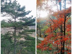 -北京西山国家森林公园