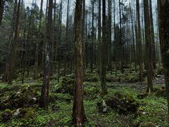 -武陵山森林公园