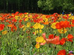 -上海共青森林公园