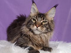 -麒麟缅因猫舍·十五年缅因猫选购中心