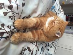 爱侣宠物医院(灵石路总店)-爱侣宠医·鹦鹉专科·小型哺乳类·异宠专科(灵石路店)