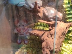 -酷以爬仙阁实体爬宠店·守宫·蜥蜴·专业繁育