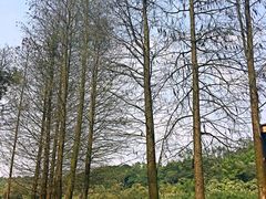 -南宁良凤江国家森林公园