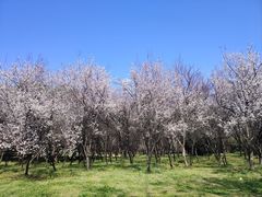 -蜀冈西峰生态公园