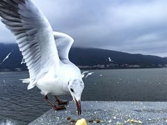 -海埂大坝