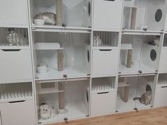 -十月米努特矮脚猫舍