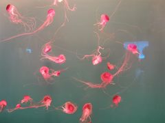 -多彩贵州城极地海洋世界