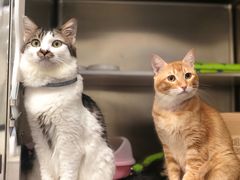 -凯特喵百思猫专科医院
