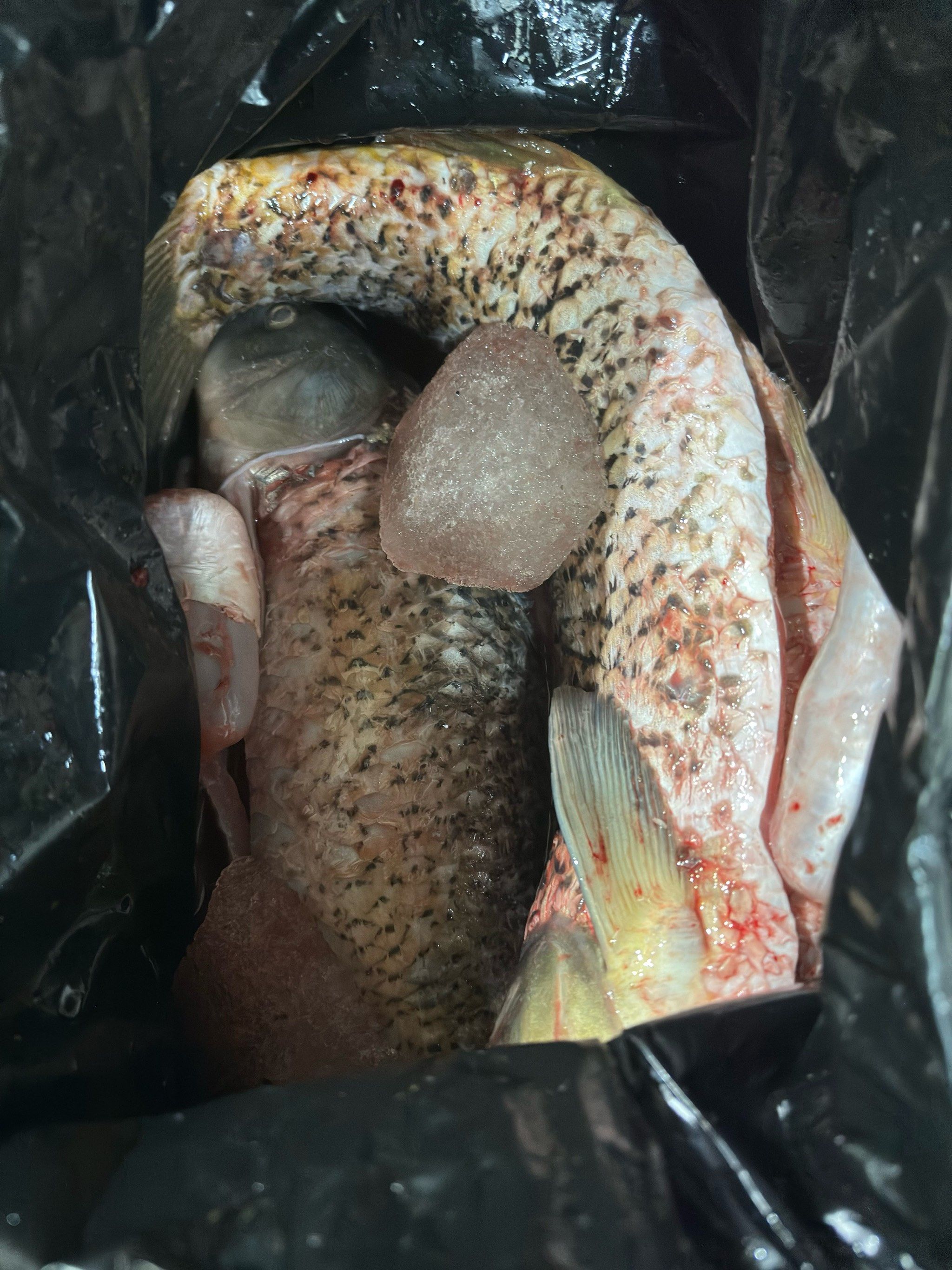 官厅水库鱼到了