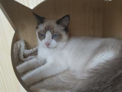 -猫小院猫主题咖啡厅(北锣店)