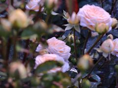 -人民公园(罗湖区)