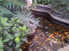 环境鱼塘-绿色时代大酒店