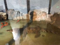 -未来动物城动物主题公园(大悦城店)