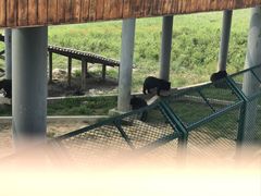 -黑瞎子岛探秘野熊园