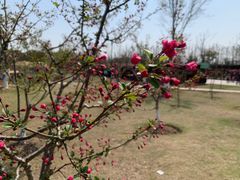 -上海长兴岛郊野公园