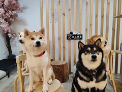 -柴迷FANS CLUB·柴犬狗咖·猫咖