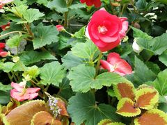 -斐兹洛伊花园