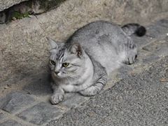 -猫岛主趣味餐厅(鼓浪屿店)