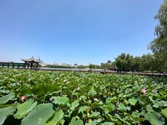 -莲花池公园