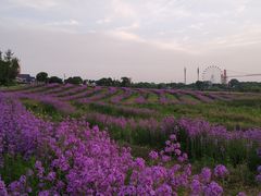 -花博汇(知音花月夜)