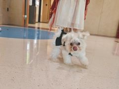 -帕帕拉兹宠物(亚洲旗舰店)