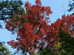 android_upload_pic-杭州天目山静雅居农家乐