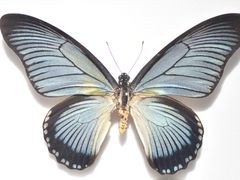 -上海昆虫博物馆