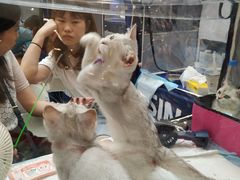 -飞行喵MR PILOT|猫舍·猫咖(静安大融城店)