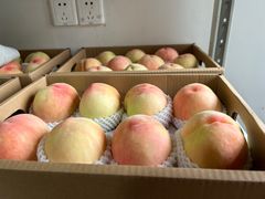 -南汇新场正宗水蜜桃采摘