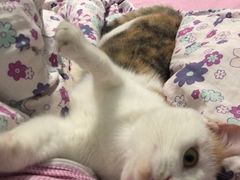 -芭比堂动物医院·犬猫全科·异宠专科(雁塔分院)