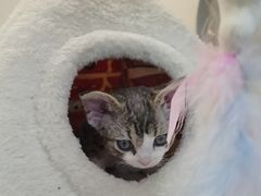 -小猫来了·猫咪专售(红山六九七九店)