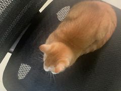 -东莞宠友24H宠物中心医院·转诊夜诊·异宠(新河北路院)