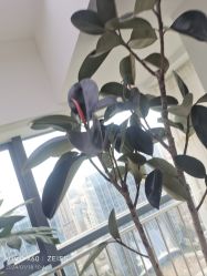 -HEYAN荷妍专业脱毛连锁机构