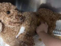 -爱侣宠医·鹦鹉专科·小型哺乳类·异宠专科(灵石路店)