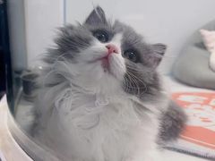 -1013 PET SHOP精品宠物商店(丁香店)